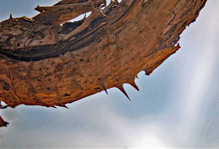 thorns on tree trunk